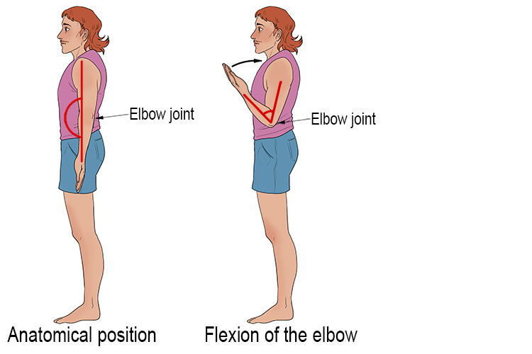Flexion occurs when your elbow bends and you lift your hand up to your shoulder. It also occurs when you lift a dumbbell in a bicep curl. Flexion occurs because there is a decrease in angle between the humorous and the ulna/radius bones.